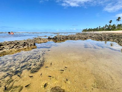 praia-do-forte-melhor-epoca